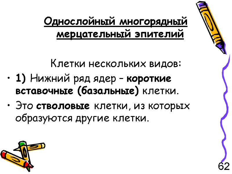 Однослойный многорядный мерцательный эпителий  Клетки нескольких видов: 1) Нижний ряд ядер – короткие